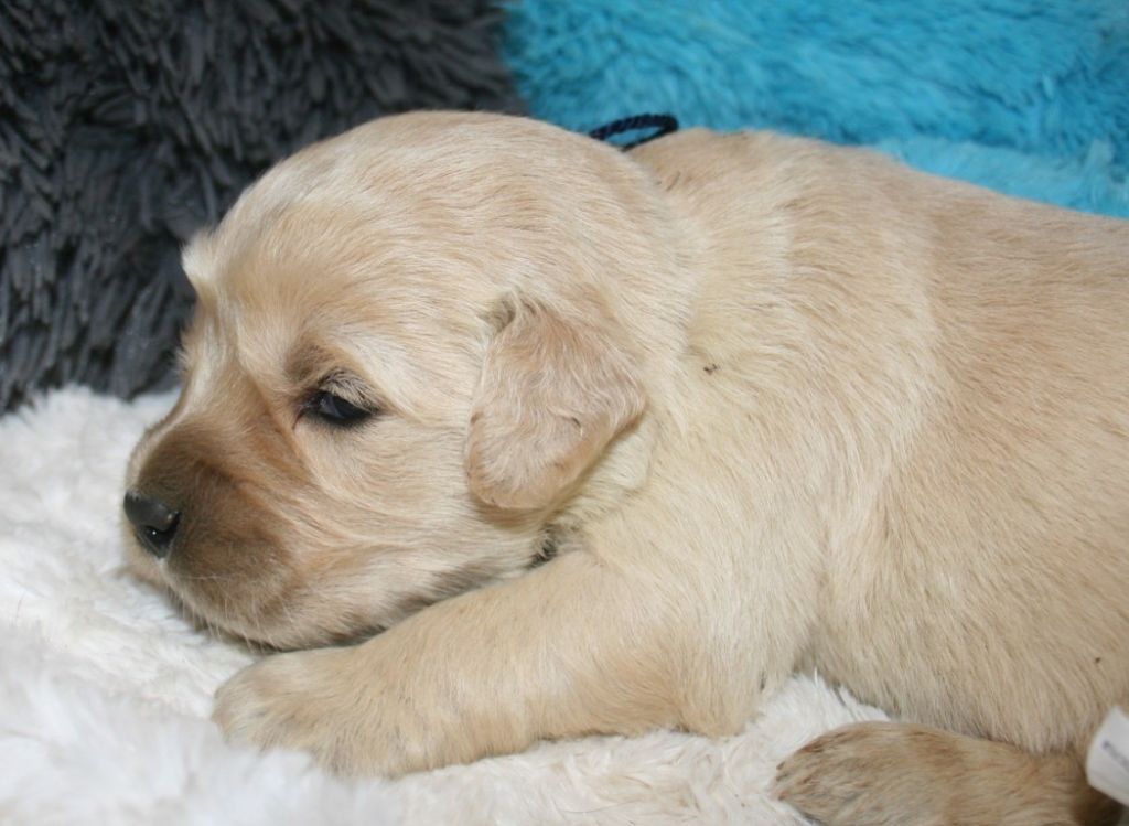 Des Jardins De Vesco - Chiots disponibles - Golden Retriever