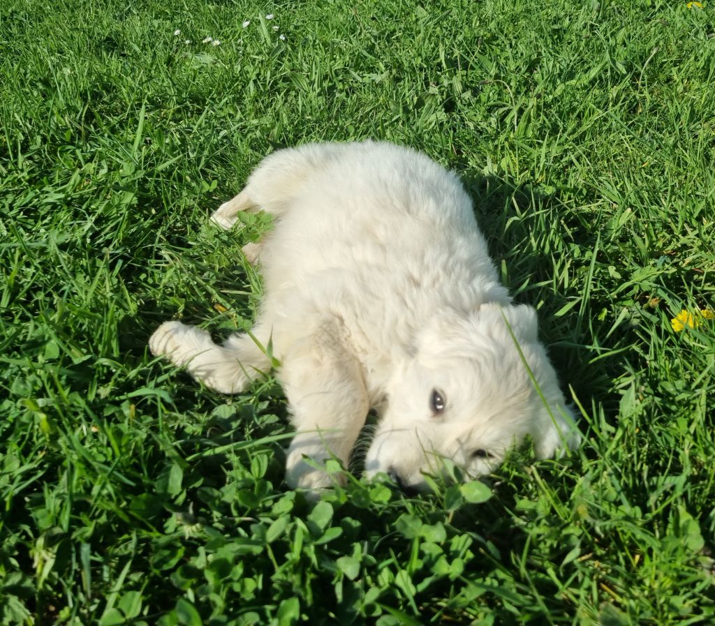 Des Jardins De Vesco - Chiots disponibles - Golden Retriever