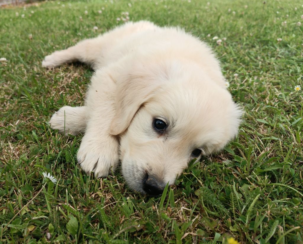 Des Jardins De Vesco - Chiots disponibles - Golden Retriever