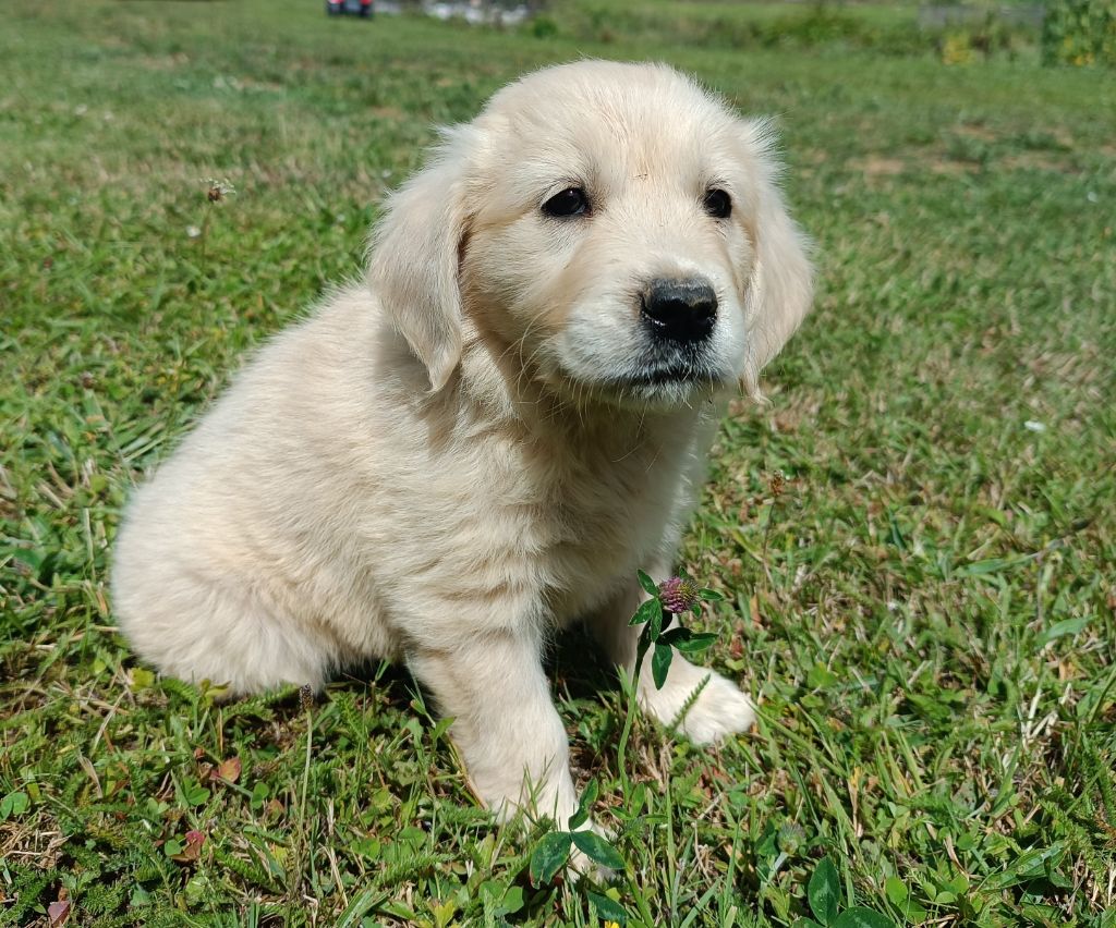 Des Jardins De Vesco - Chiots disponibles - Golden Retriever