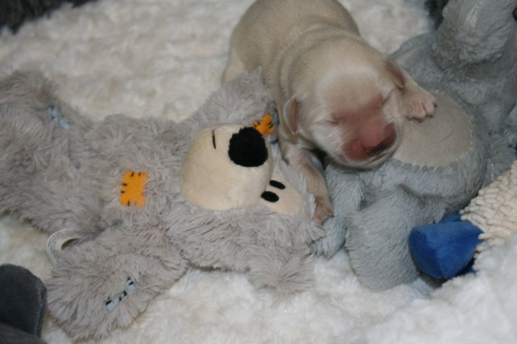 Des Jardins De Vesco - Chiots disponibles - Golden Retriever