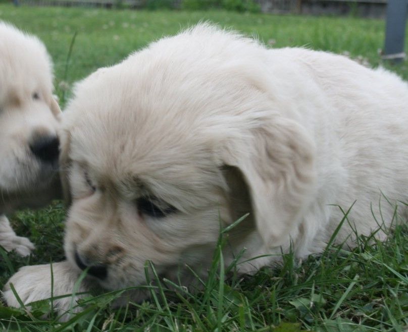 Des Jardins De Vesco - Chiots disponibles - Golden Retriever