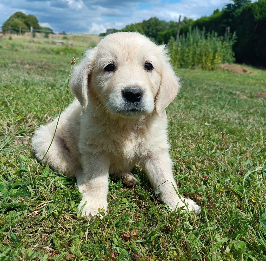 Des Jardins De Vesco - Chiots disponibles - Golden Retriever