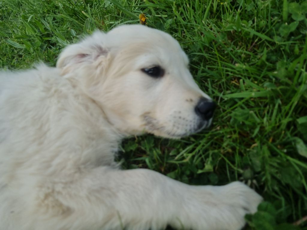 Des Jardins De Vesco - Chiots disponibles - Golden Retriever