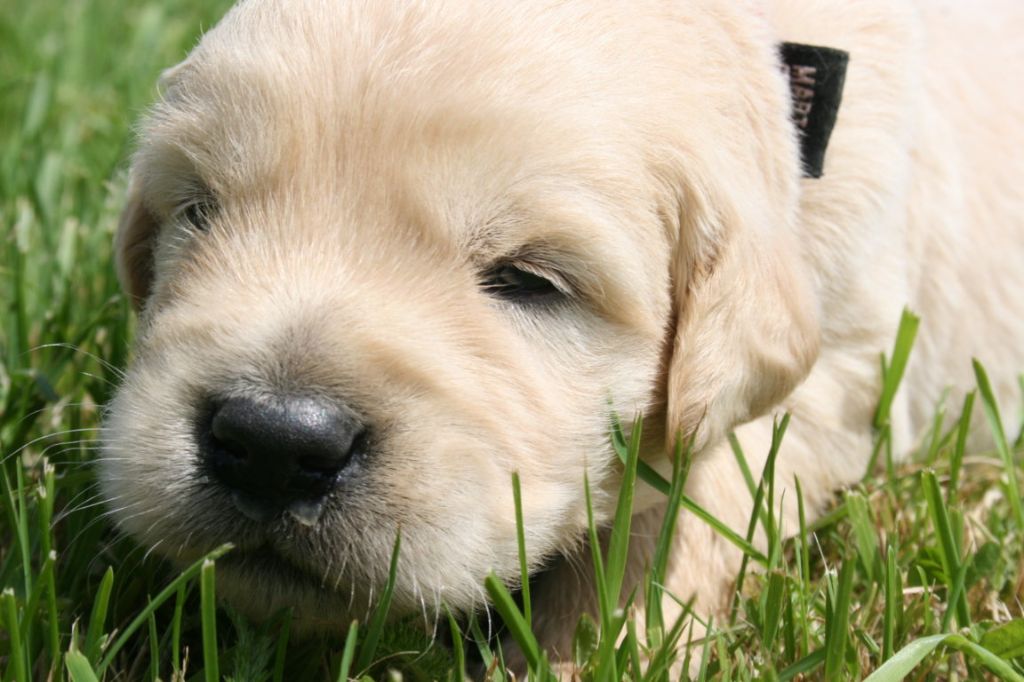 Des Jardins De Vesco - Chiots disponibles - Golden Retriever