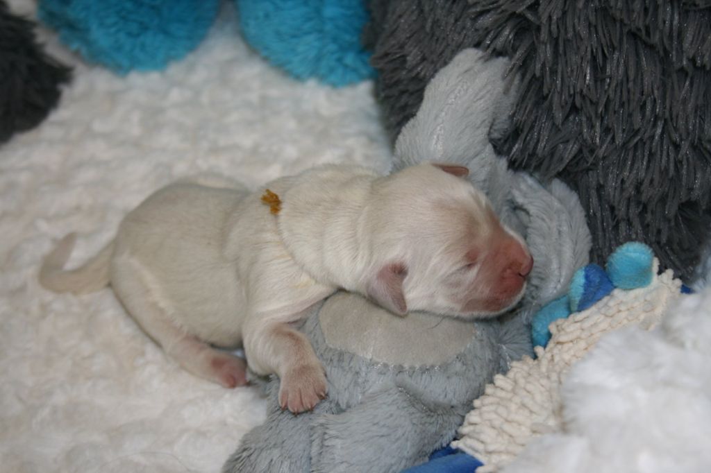 Des Jardins De Vesco - Chiots disponibles - Golden Retriever