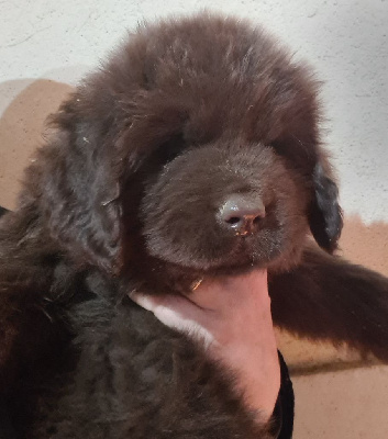 Femelle marron