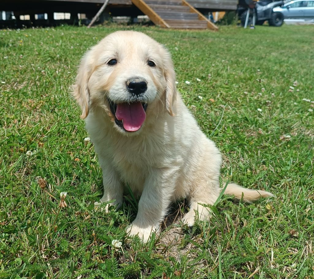 Des Jardins De Vesco - Chiots disponibles - Golden Retriever