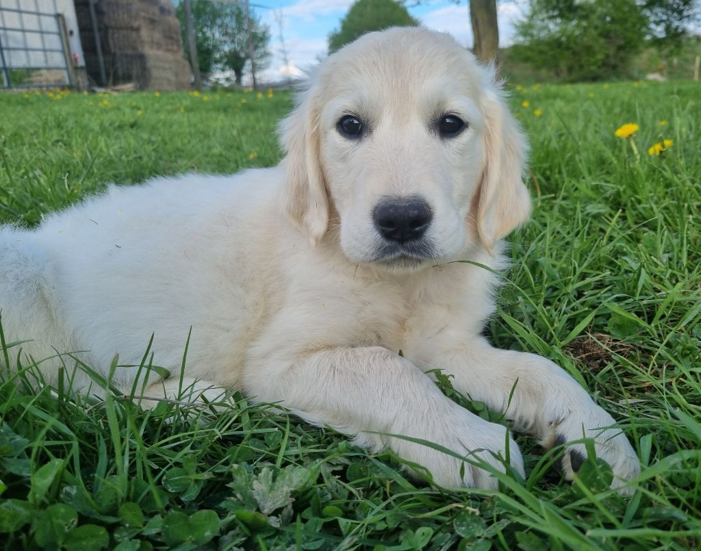 Des Jardins De Vesco - Chiots disponibles - Golden Retriever
