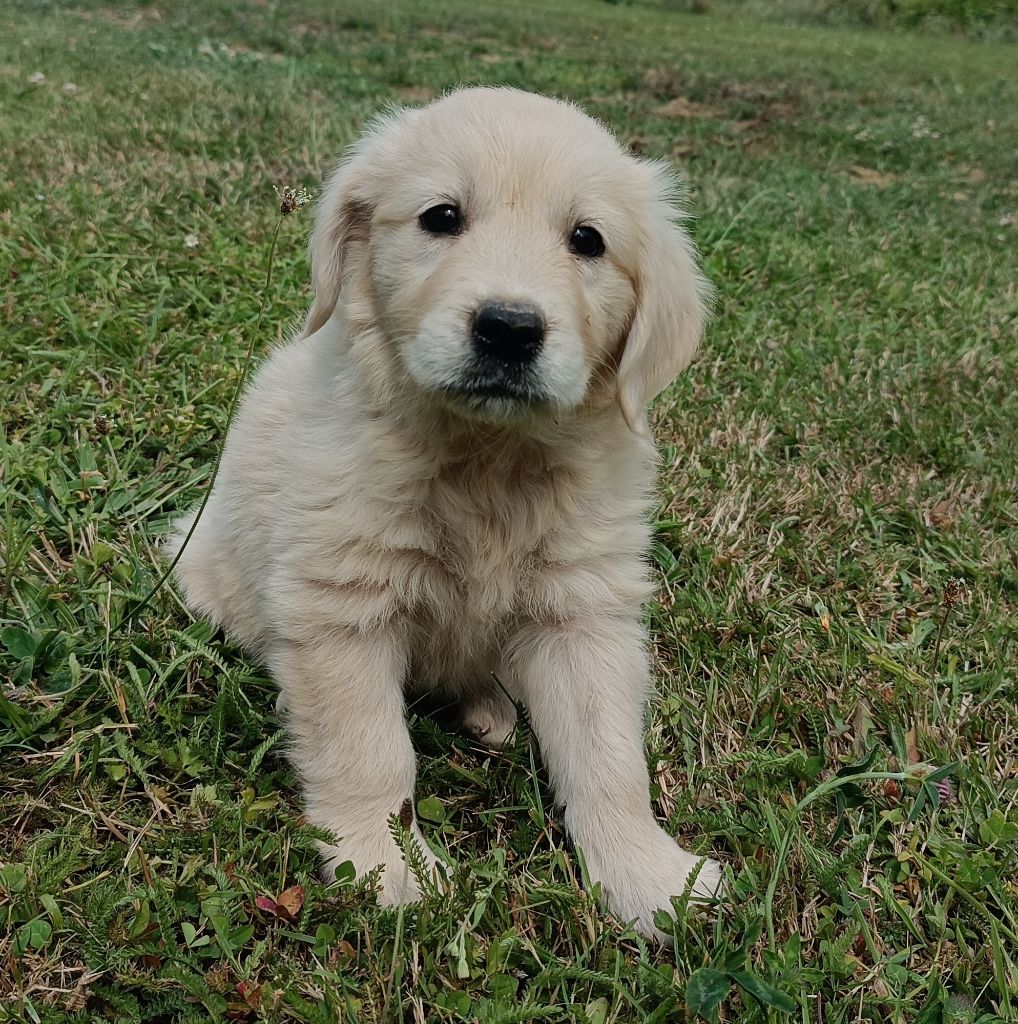 Des Jardins De Vesco - Chiots disponibles - Golden Retriever