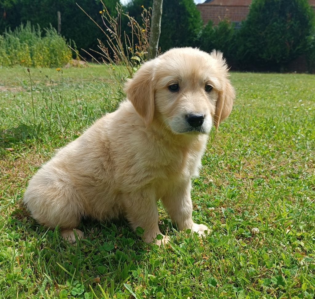 Des Jardins De Vesco - Chiots disponibles - Golden Retriever