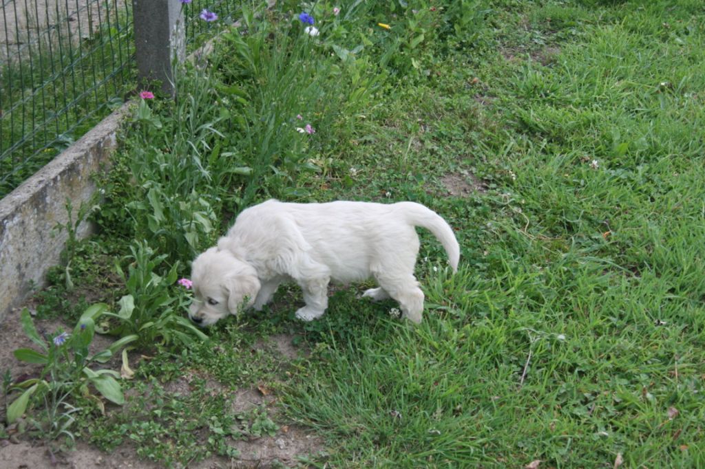 Des Jardins De Vesco - Chiots disponibles - Golden Retriever