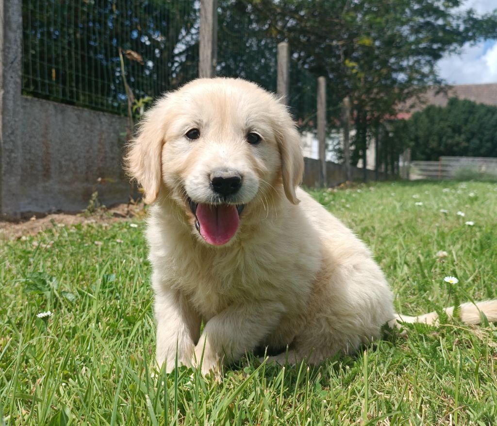 Des Jardins De Vesco - Chiots disponibles - Golden Retriever