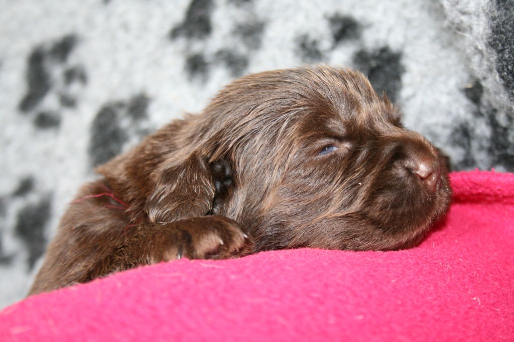 Des Jardins De Vesco - Chiots disponibles - Terre-neuve
