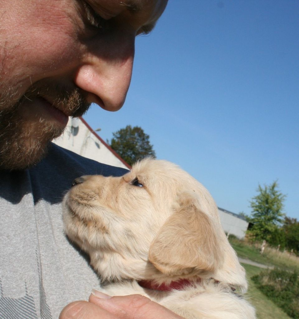Des Jardins De Vesco - Chiots disponibles - Golden Retriever