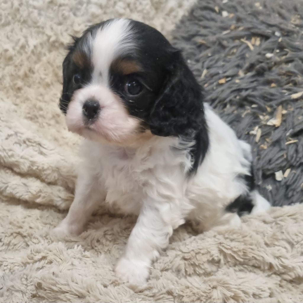 Des Jardins De Vesco - Chiots disponibles - Cavalier King Charles Spaniel
