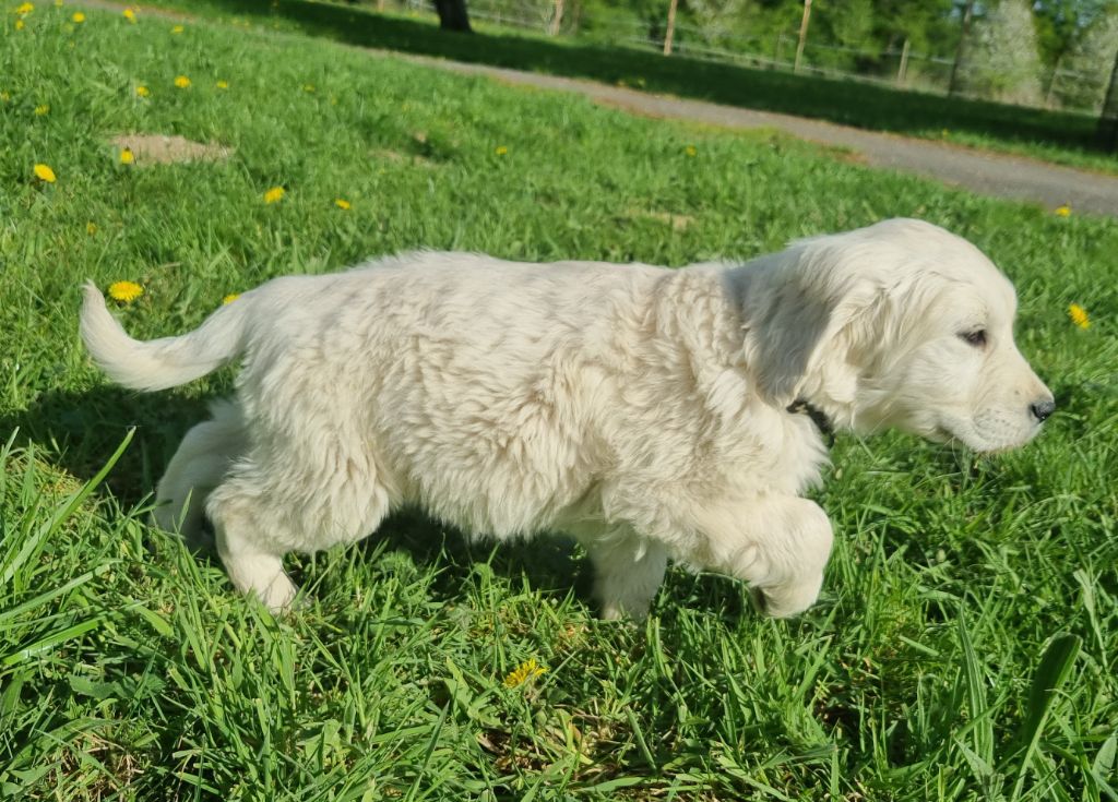 Chiot Golden Retriever Des Jardins De Vesco