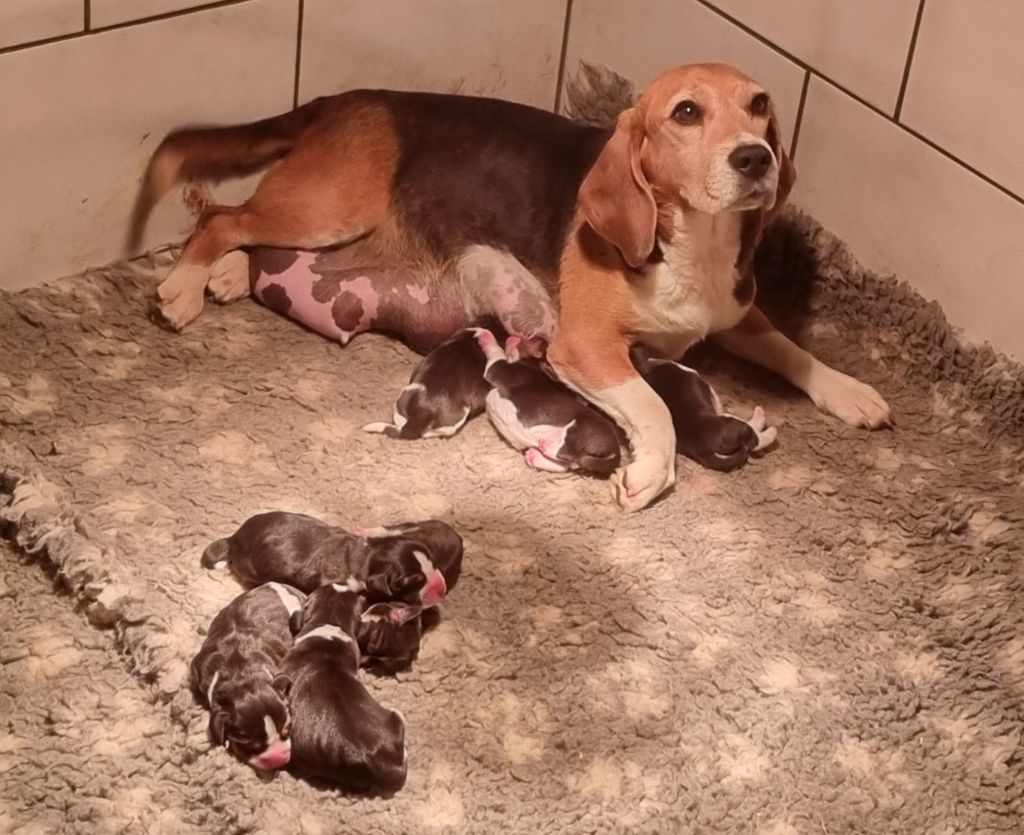 Des Jardins De Vesco - Chiots disponibles - Beagle