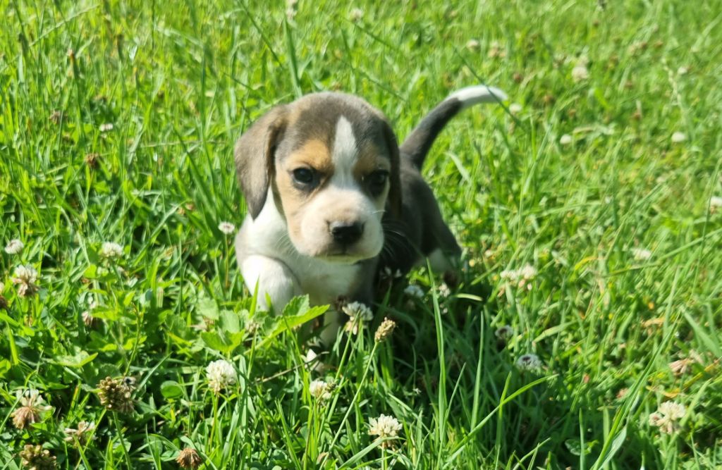 Des Jardins De Vesco - Chiots disponibles - Beagle