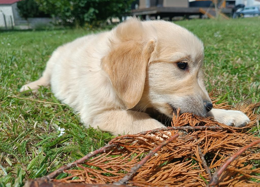 Des Jardins De Vesco - Chiots disponibles - Golden Retriever