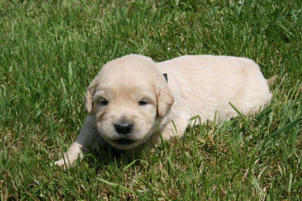 Des Jardins De Vesco - Chiots disponibles - Golden Retriever