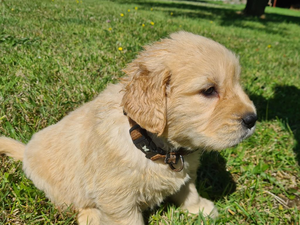 Chiot Golden Retriever Des Jardins De Vesco