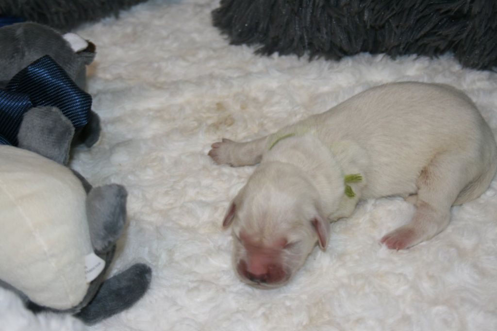 Des Jardins De Vesco - Chiots disponibles - Golden Retriever