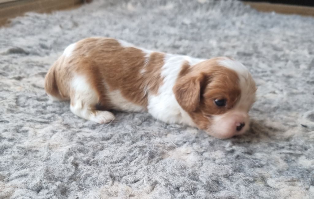 Des Jardins De Vesco - Chiots disponibles - Cavalier King Charles Spaniel