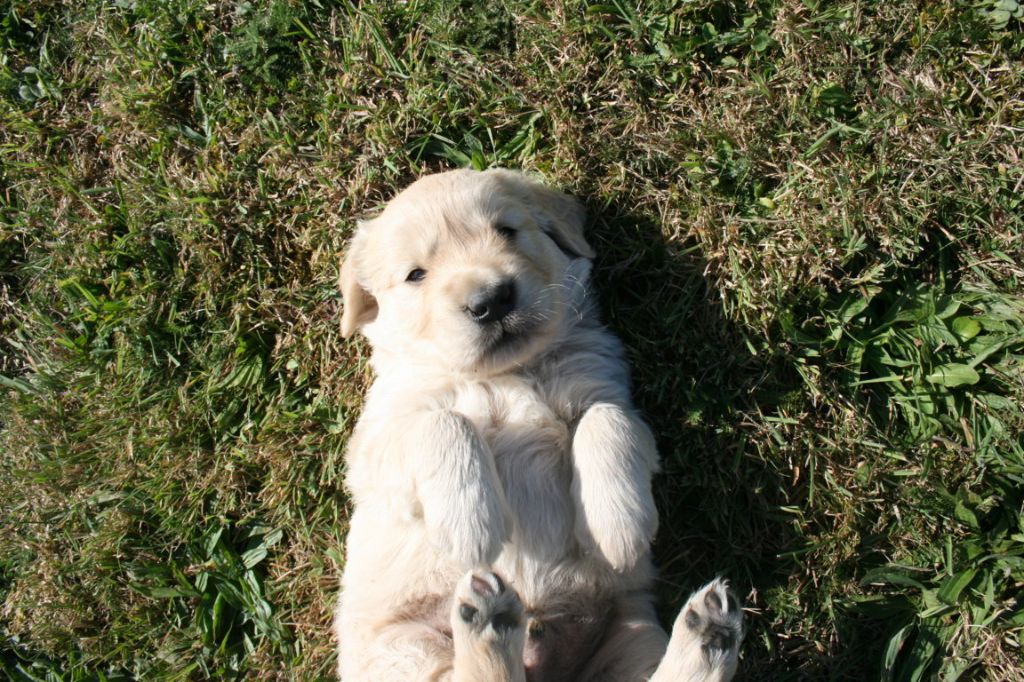 Des Jardins De Vesco - Chiots disponibles - Golden Retriever