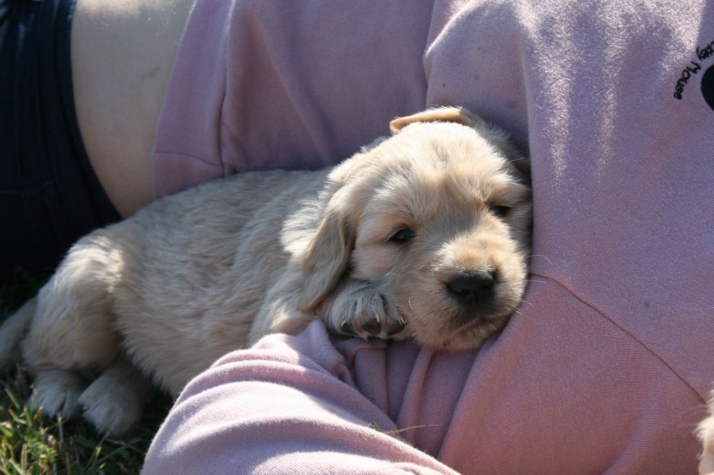 Des Jardins De Vesco - Chiots disponibles - Golden Retriever