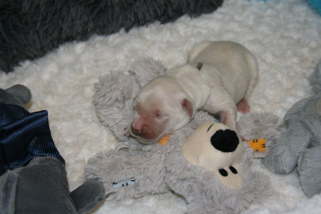 Des Jardins De Vesco - Chiots disponibles - Golden Retriever