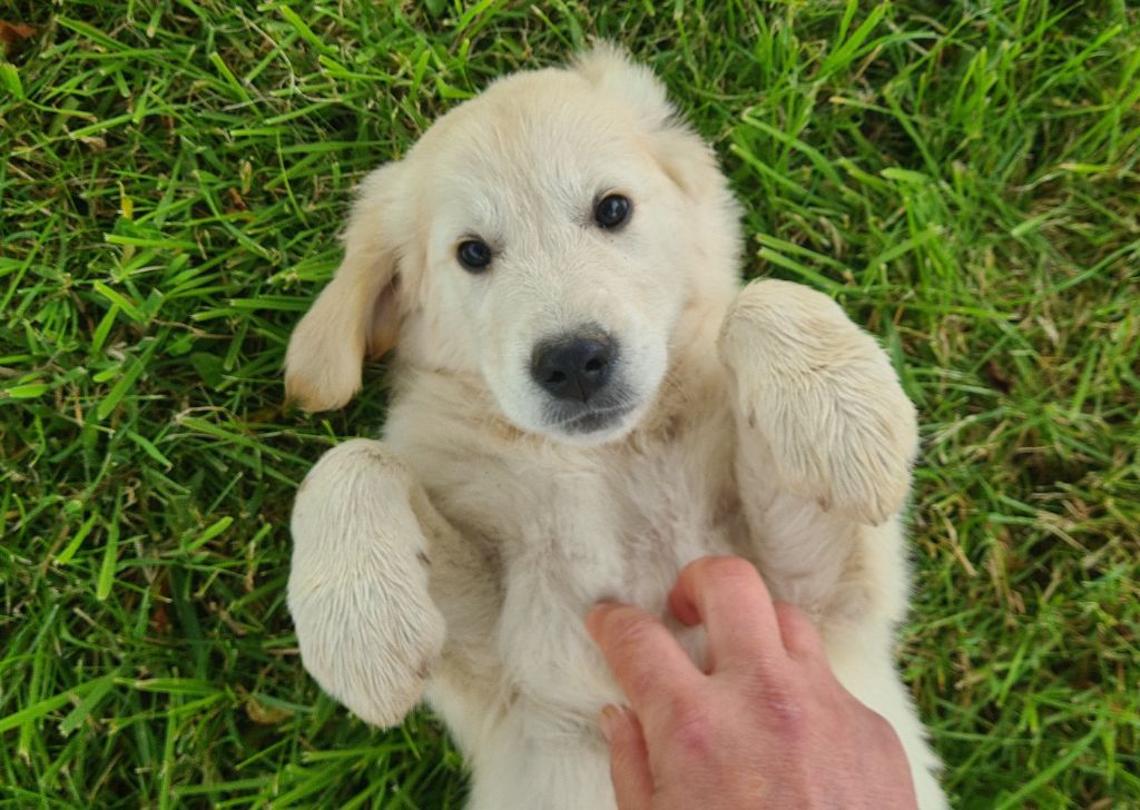 Des Jardins De Vesco - Chiots disponibles - Golden Retriever
