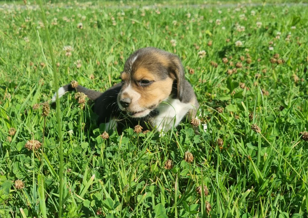 Des Jardins De Vesco - Chiots disponibles - Beagle