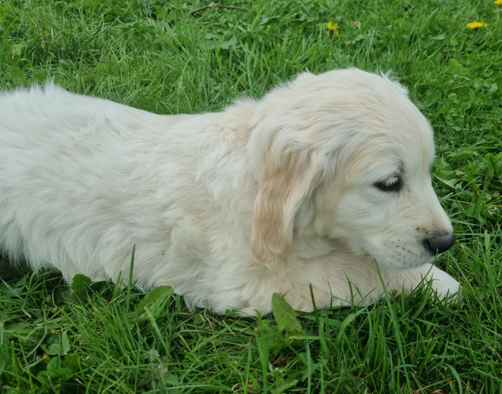 Des Jardins De Vesco - Chiots disponibles - Golden Retriever