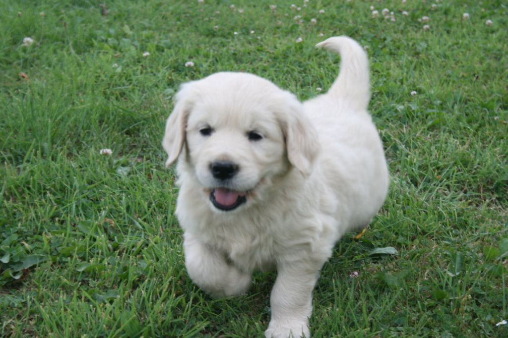 Des Jardins De Vesco - Chiots disponibles - Golden Retriever