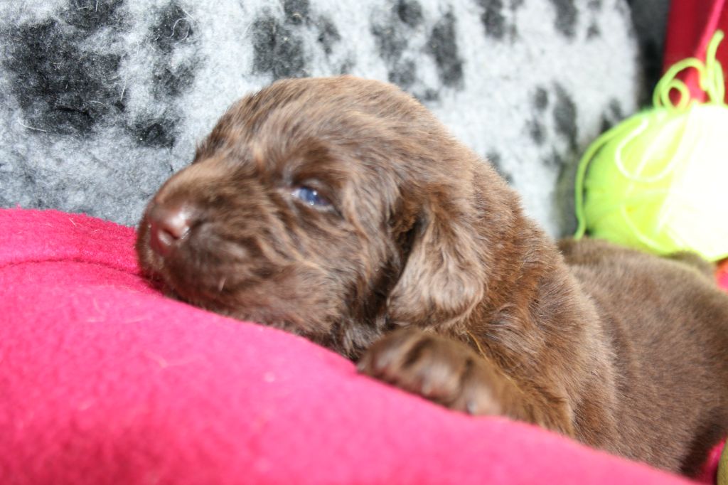 Des Jardins De Vesco - Chiots disponibles - Terre-neuve