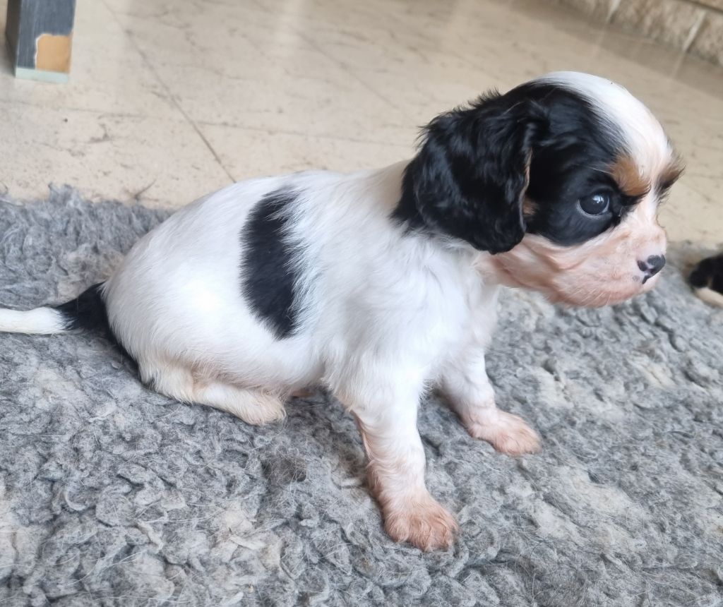 Des Jardins De Vesco - Chiots disponibles - Cavalier King Charles Spaniel